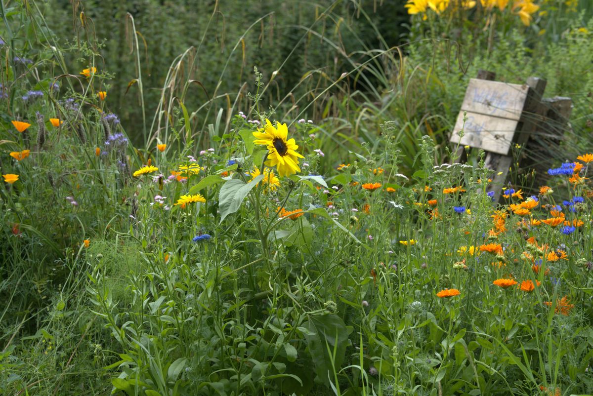 Seed Saving Workshop 2025 - Now October 25th, 25 October | Event in Aberdeen | AllEvents
