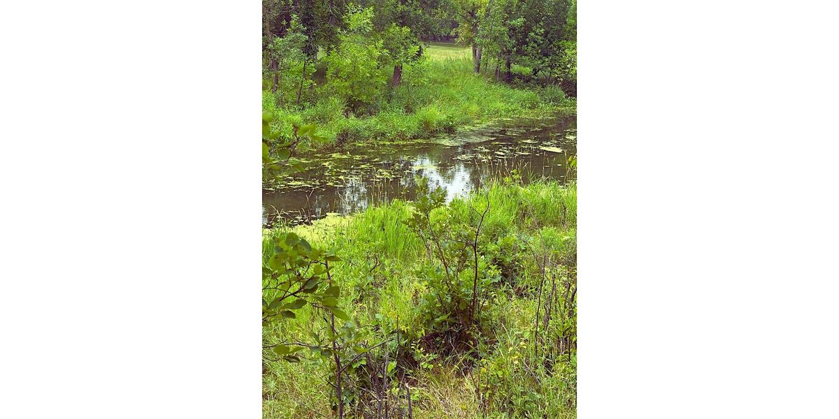What Makes the Seine River a Home for Wildlife?, 18 October | Event in Winnipeg | AllEvents