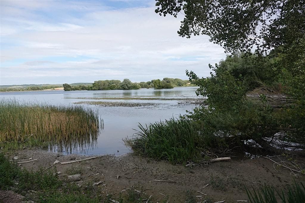 A birding trip to Tring Reservoirs, 20 November | Event in Marsworth | AllEvents
