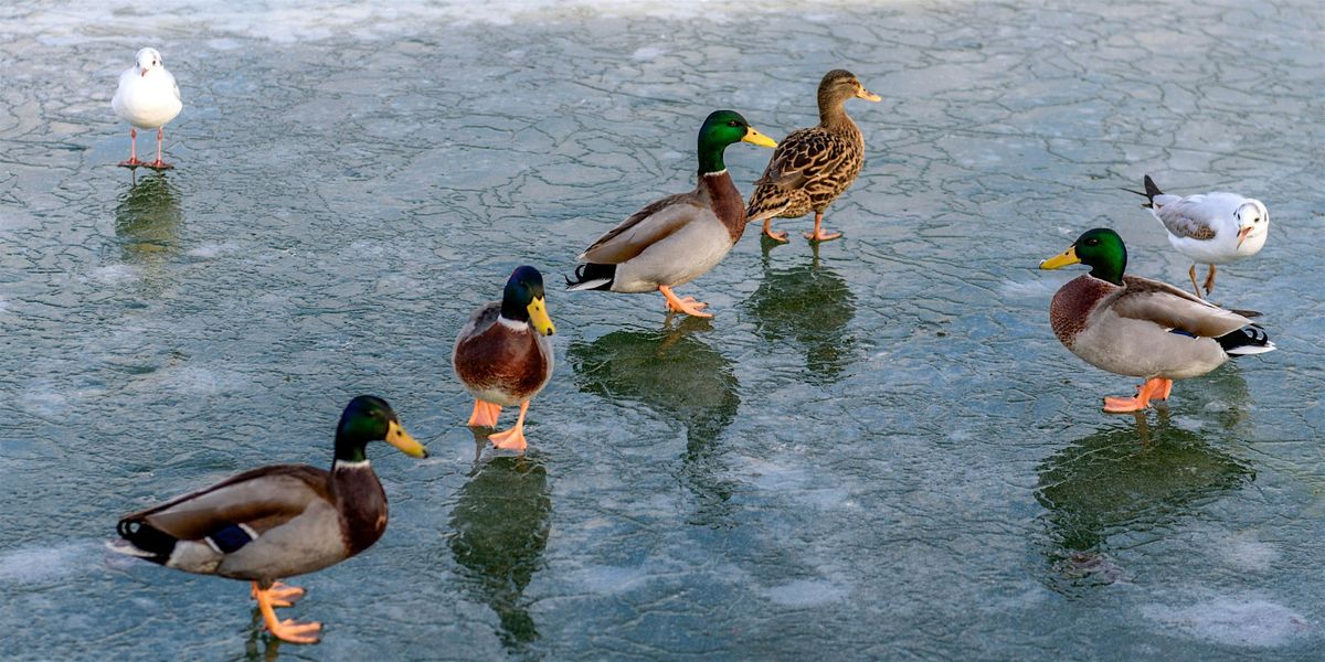 Feathers in Frost (Adults & Ages 8+), 18 January | Event in Niagara Falls | AllEvents