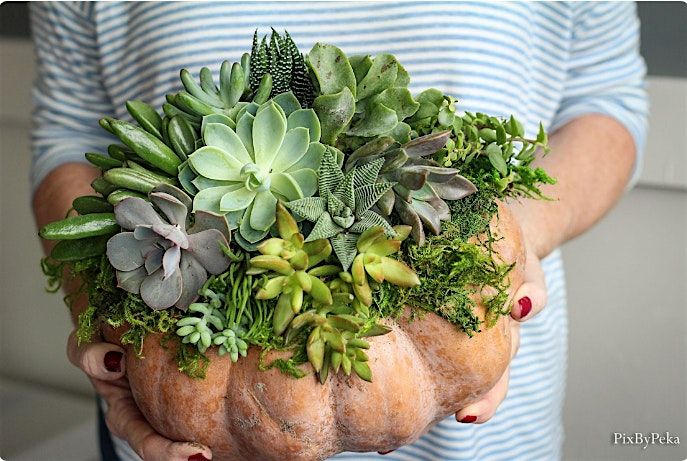 Succulent Pumpkin Centerpiece Workshop, 21 November | Event in Orlando | AllEvents
