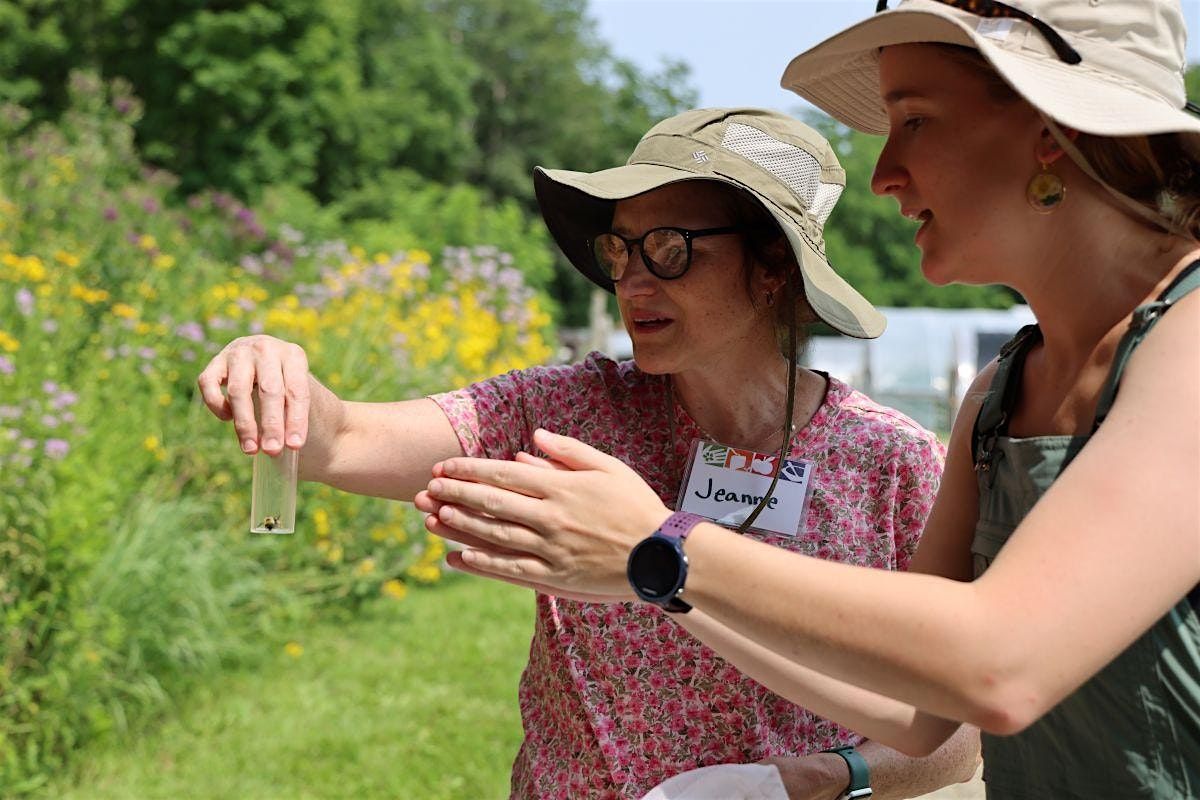 Pollinator Safari, 23 August | Event in Shelburne | AllEvents