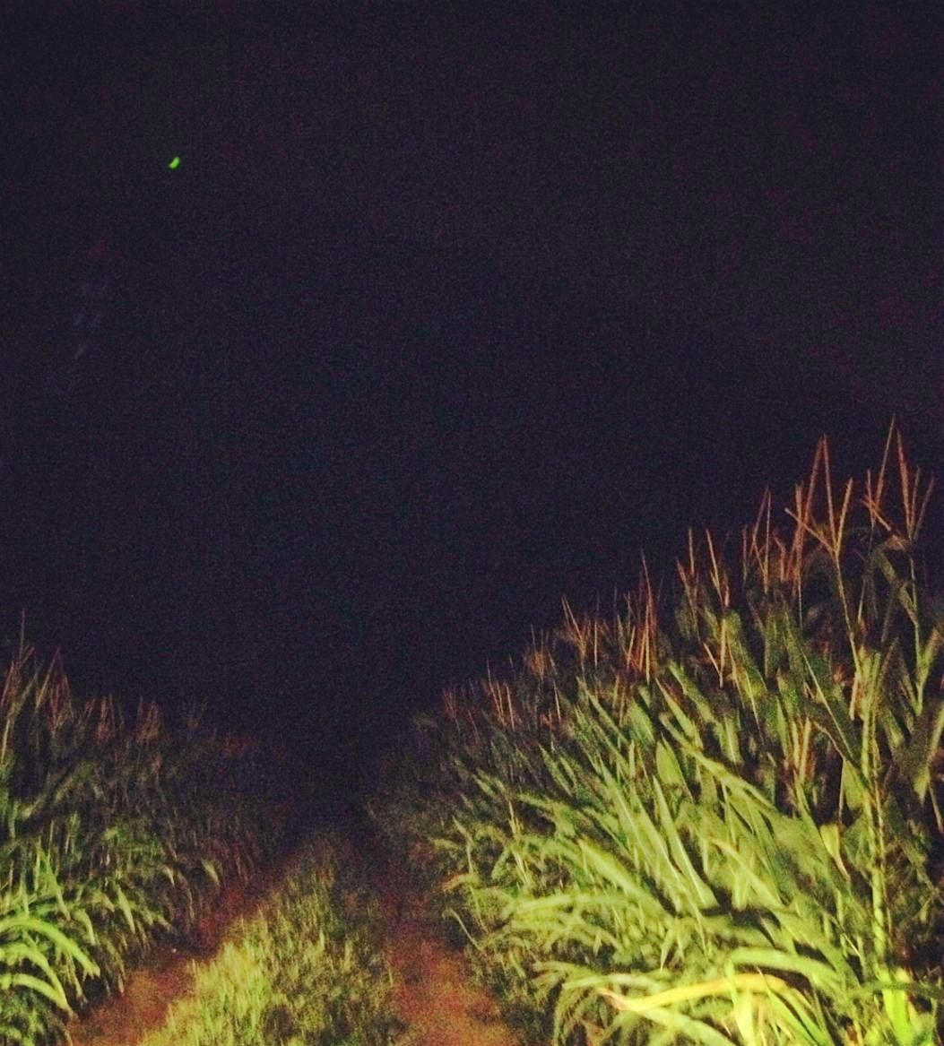 Flashlight corn maze, 3 October | Event in Barhamsville | AllEvents