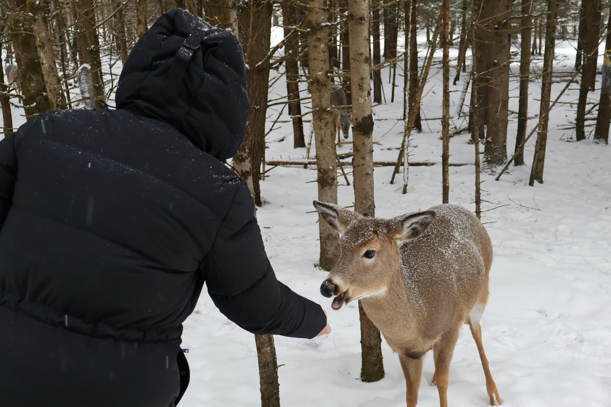 Parc Omega Wildlife Safari – Guided All-Inclusive Adventure | Event in Montreal | AllEvents