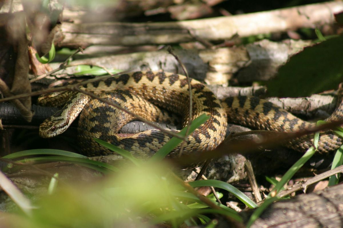 SE Amphibian and Reptile Groups  meeting, 18 October | Event in Canterbury | AllEvents
