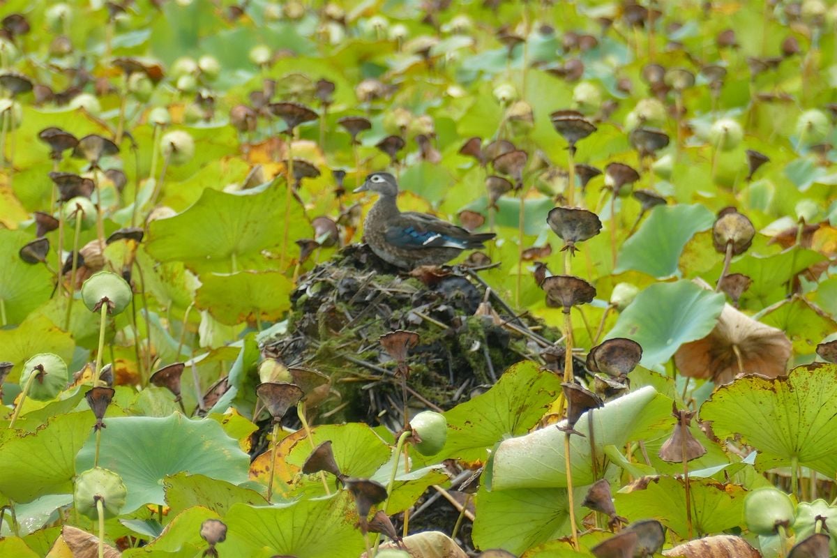 Crepuscular Walk at Great Meadow WMA, 12 July | Event in Concord | AllEvents