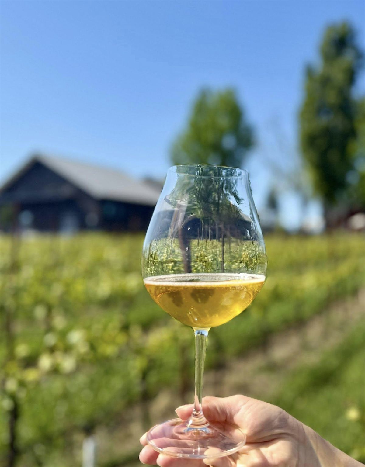 Yoga in the Vineyard, 7 September | Event in Sebastopol | AllEvents