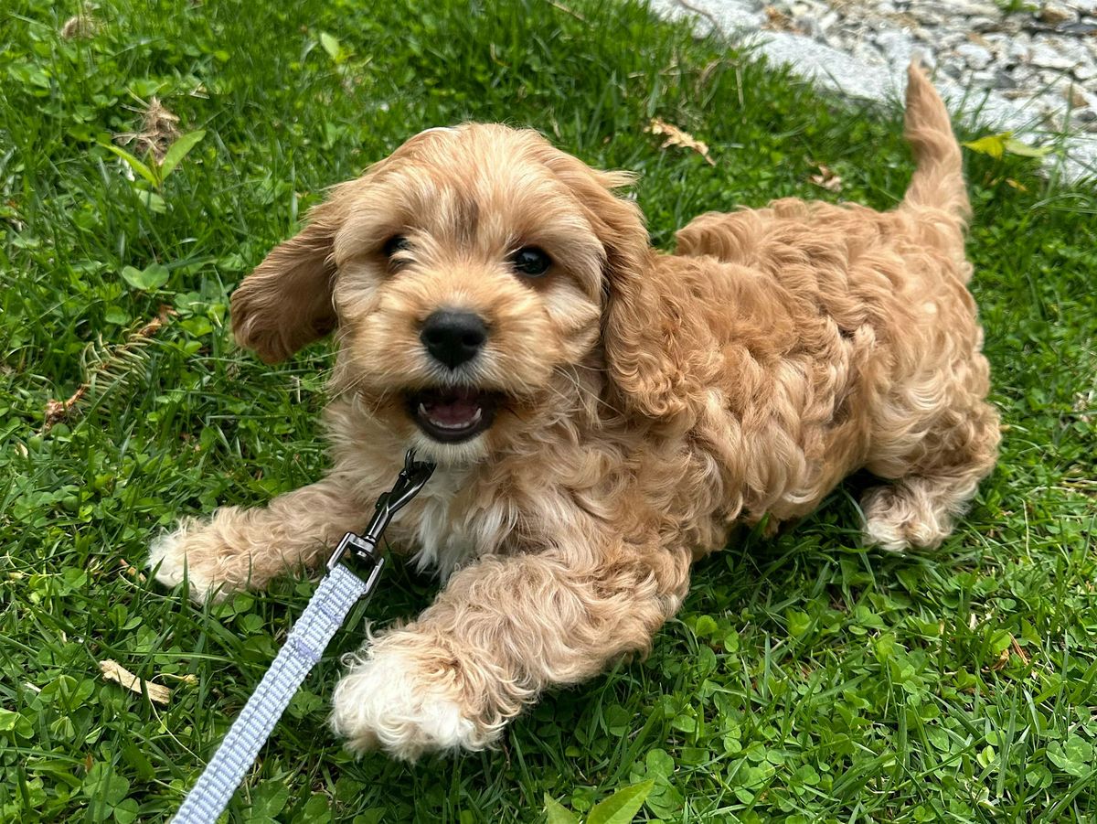 Bring Your Dog! Casual Hangout at Notch Brewing Patio, 24 May | Event in Boston | AllEvents