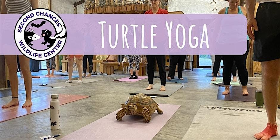 Turtle Yoga, 26 July | Event in Mt. Washington | AllEvents
