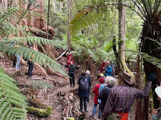 Grove of Giants: Walk n Talk, 15 November | Event in Lonnavale | AllEvents