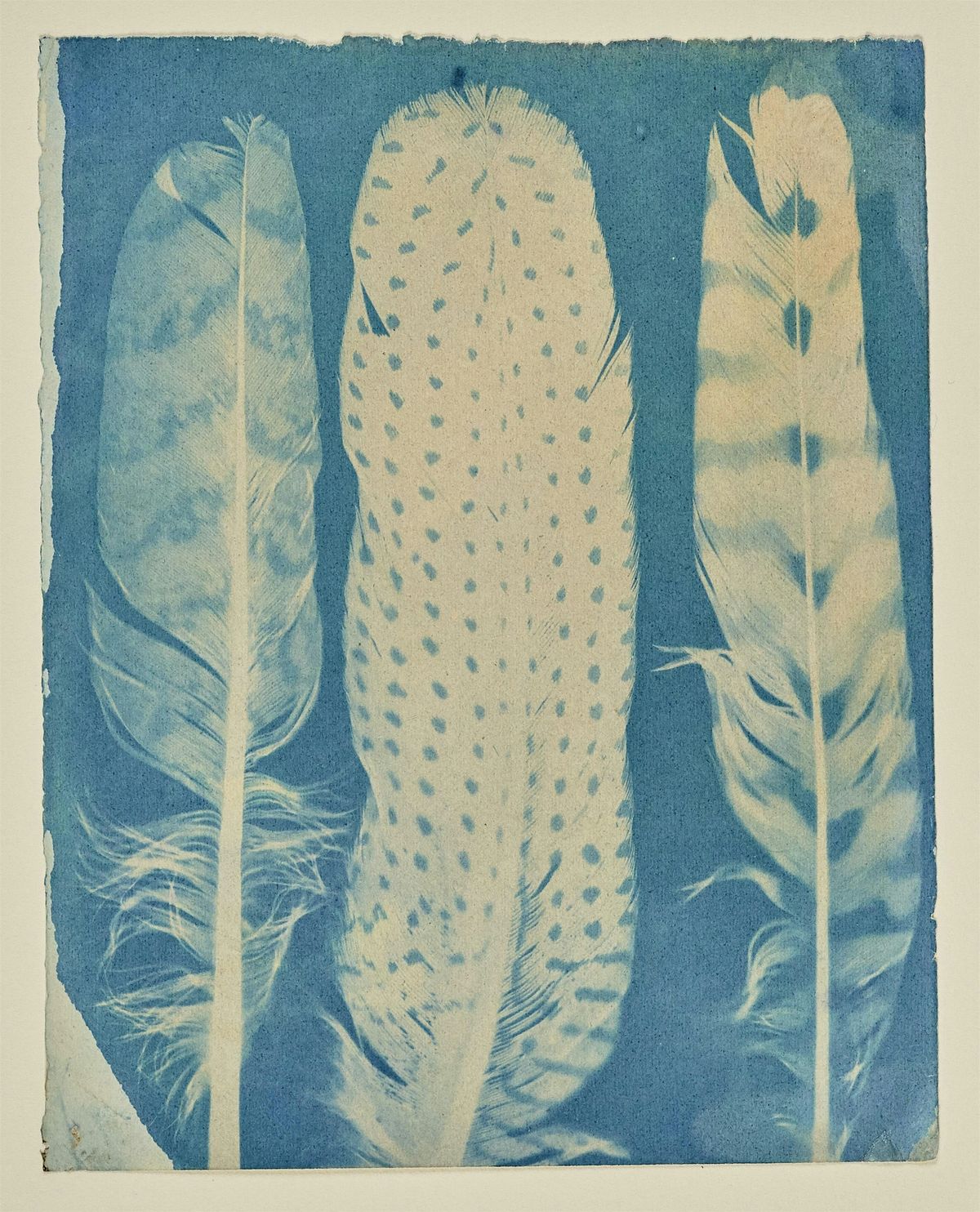 Cyanotype (Sun Printing) Class with Edgar Miller, 5 October | Event in Fort Worth | AllEvents