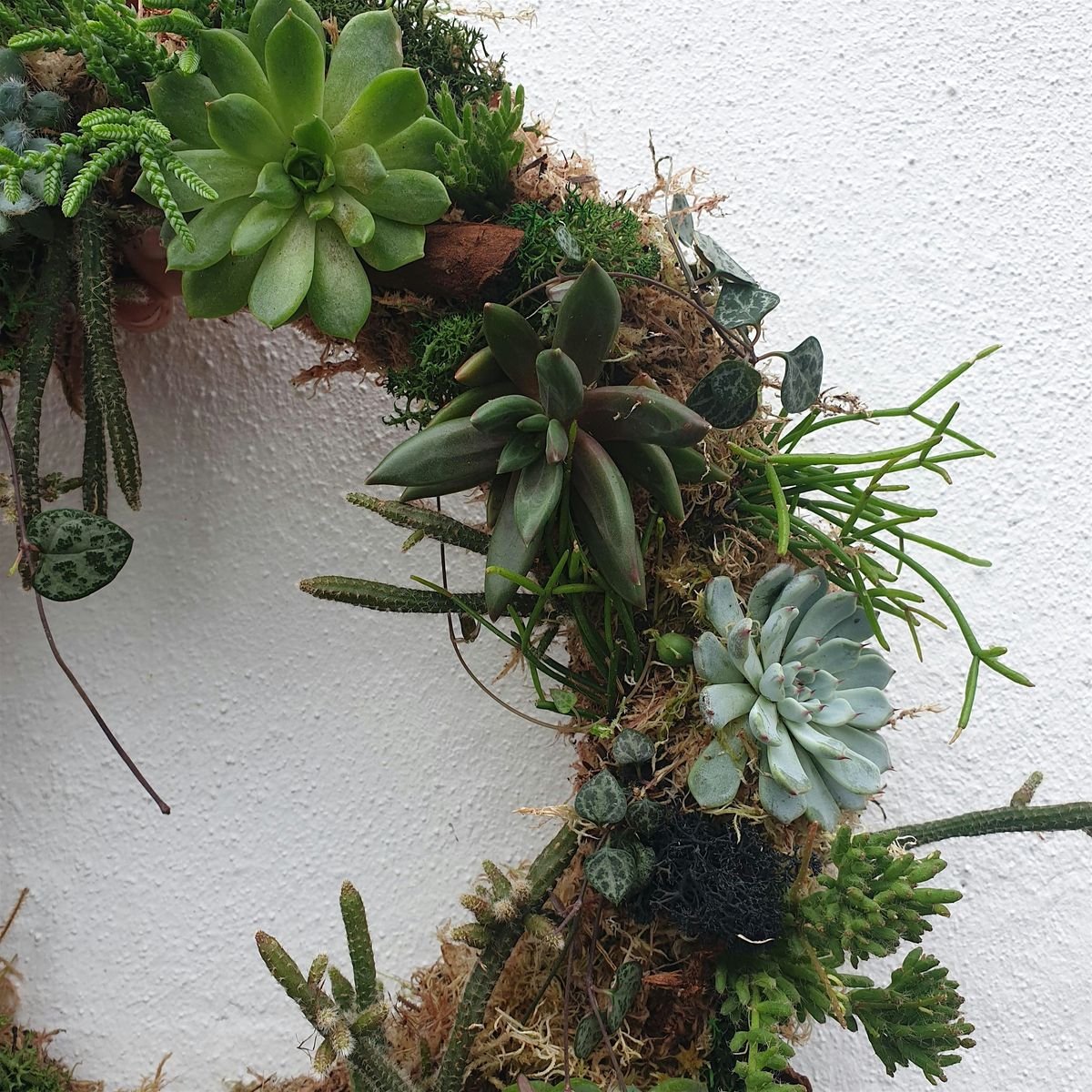 Living wreath making with succulents, 21 February | Event in Brighton and Hove | AllEvents