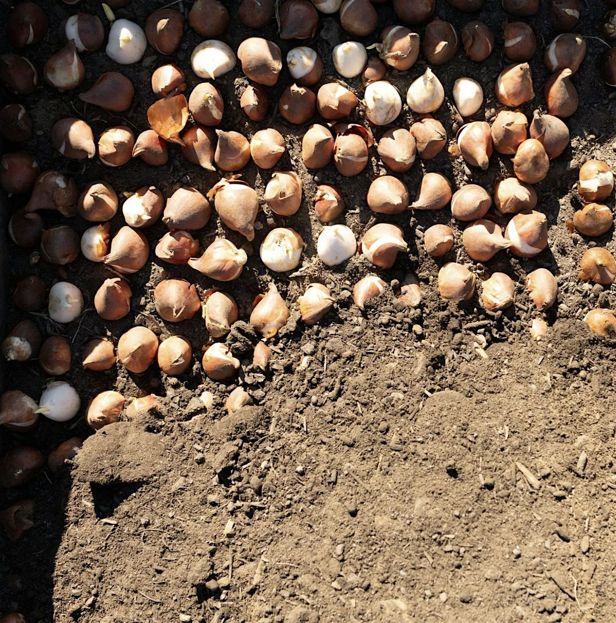 Fall Planting Workshop, 21 September | Event in Agawam | AllEvents