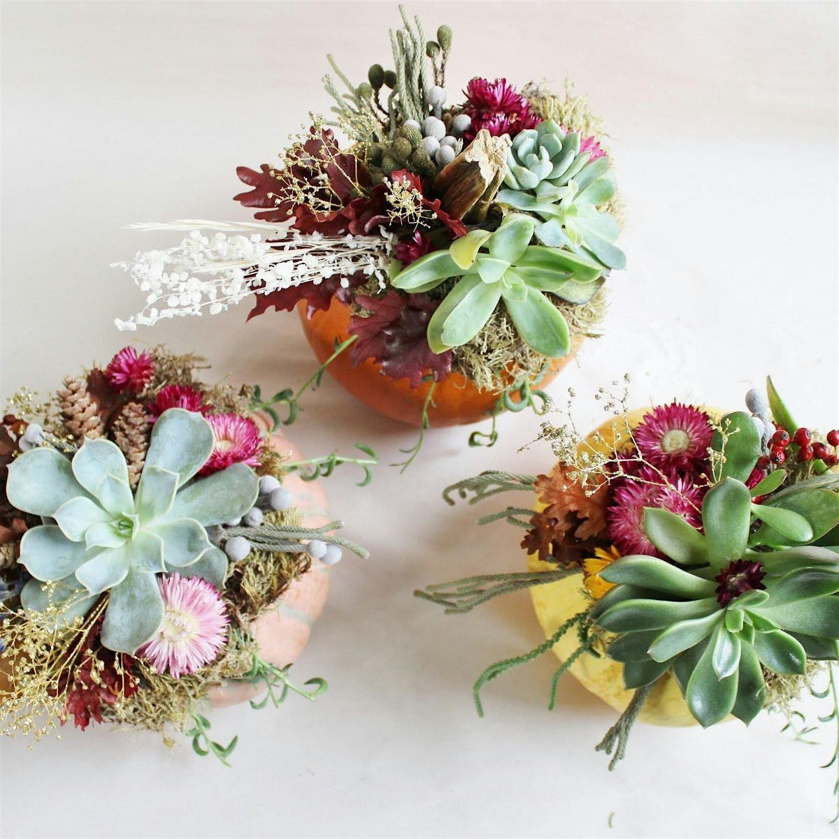 Pumpkin Succulent Centerpieces Workshop | Event in Cambridge | AllEvents
