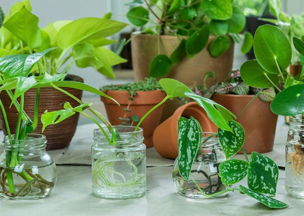 Plant Swap - Spd, 23 August | Event in Springfield | AllEvents