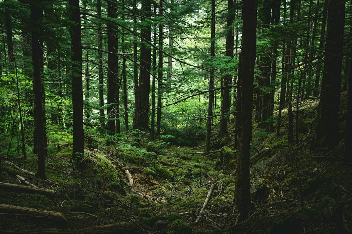 Hike & Meditate, 17 August | Event in Surrey | AllEvents
