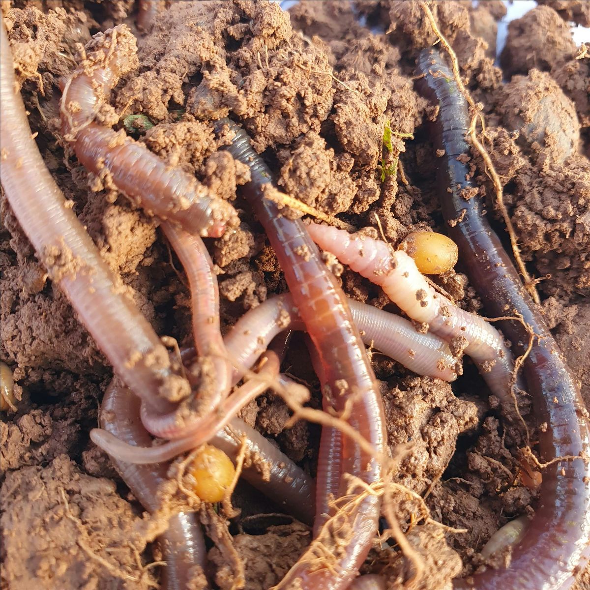 Soil Health Workshop for Birmingham Allotment Holders, 5 October | Event in Solihull | AllEvents