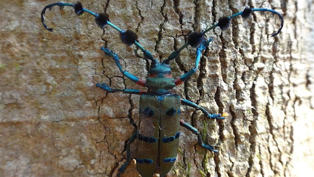 Longhorn Beetle Pinning, 12 December | Event in Salem | AllEvents