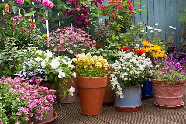 Mastering Beautiful Container Gardens! | Event in Colorado Springs | AllEvents