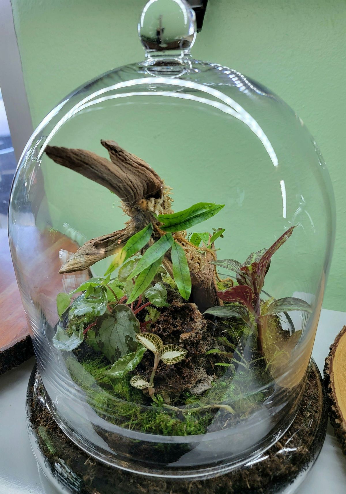 Large Terrarium Cloche Class with Mounted Orchid and Fern, 10 May | Event in Fountain Valley | AllEvents