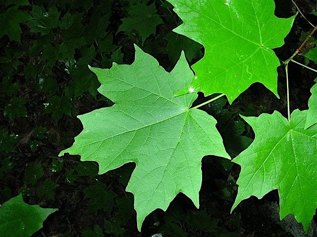 L'Été dans la Canopée / Summer in the Canopy, 9 August | Event in Chelsea | AllEvents
