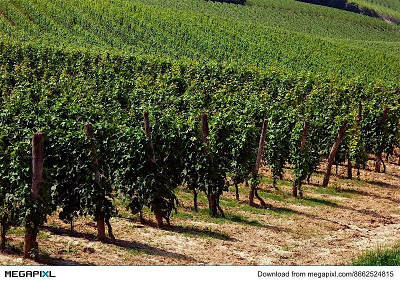 Wine Dinner Series: Summer reds!!, 30 July | Event in Boston | AllEvents