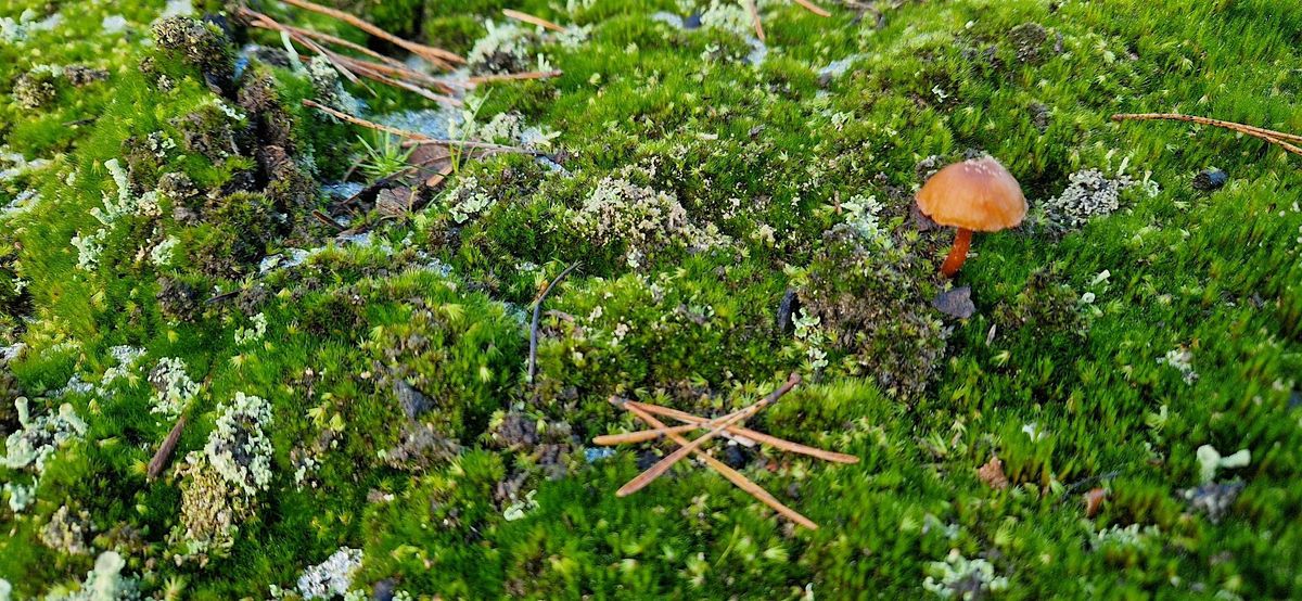 Touch grass:  nature connection for queers and their besties, 7 December | Event in Amsterdam | AllEvents