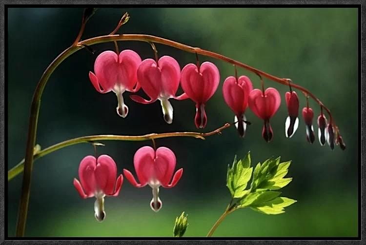 Bleeding Heart Painting | Brenda Dwyer, instructor, 23 May | Event in Gloversville | AllEvents