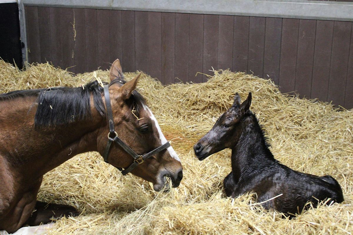 Equine Courses Open Day: Saturday 7th March, 11am, 2pm, 7 March | Event in Levaghy | AllEvents