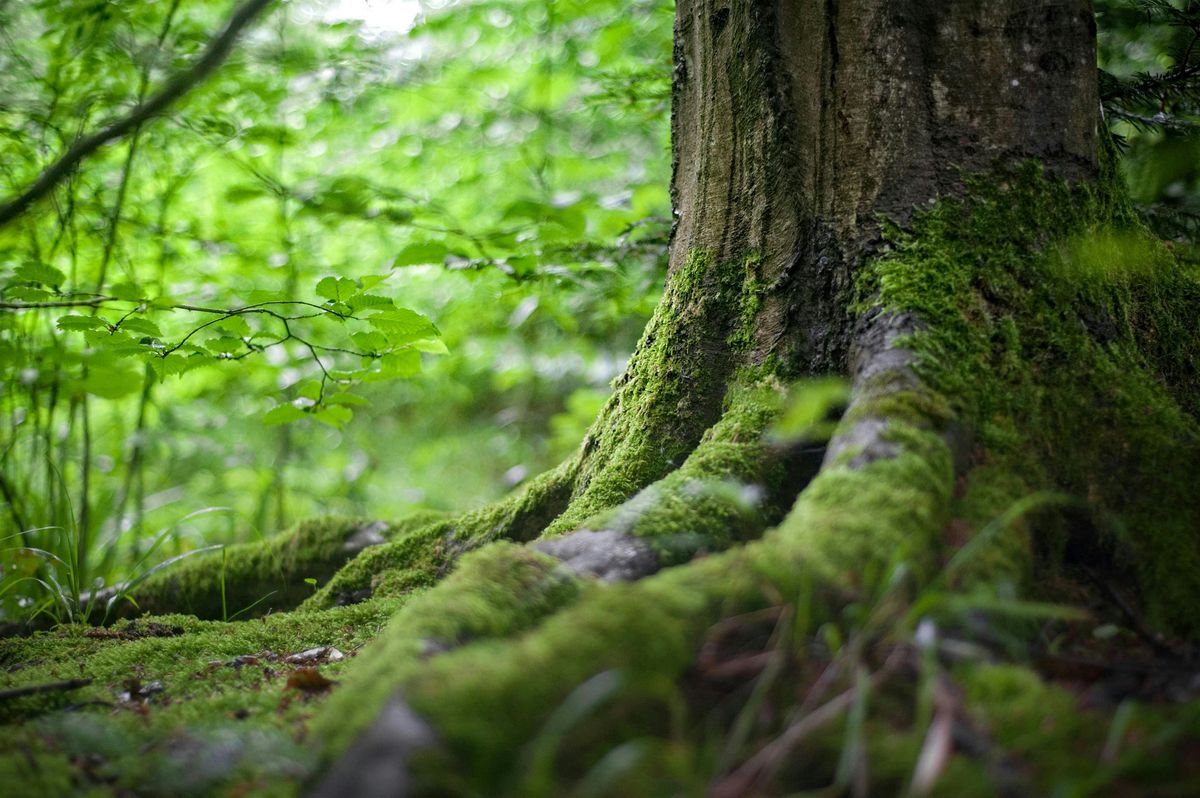 Earth & Self: A Mindful Moment in Nature, 25 May | Event in West Orange | AllEvents