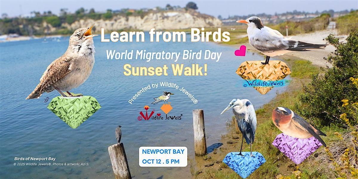 Learn from Birds — World Migratory Bird Day Sunset Walk (Newport Bay), 12 October | Event in Newport Beach