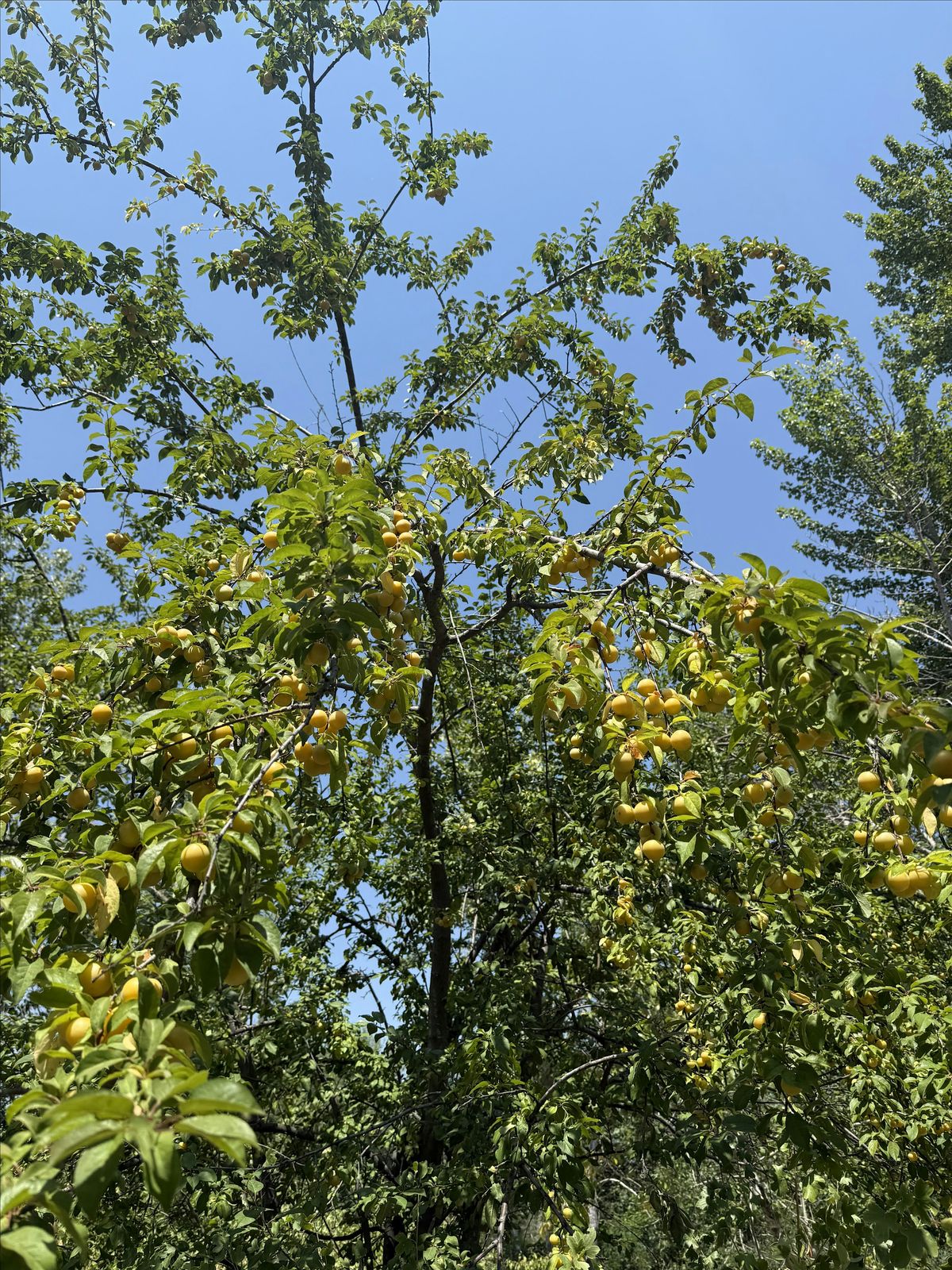 August foraging/plant ID class, 20 August | Event in Garden City | AllEvents
