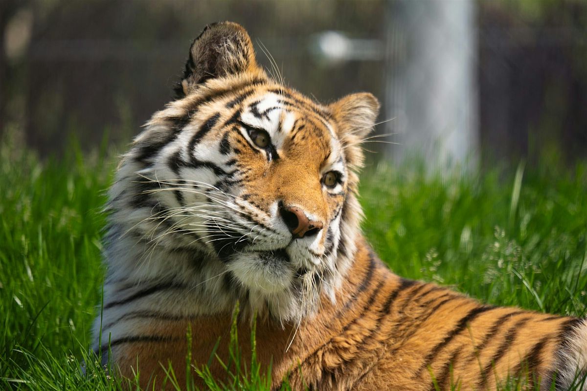 Summer Camp: Fierce Felines, 23 June | Event in Anchorage | AllEvents