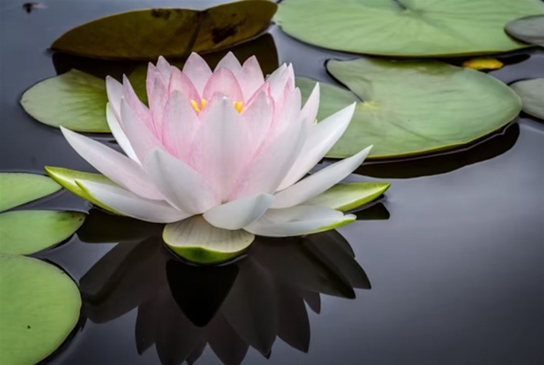 Weekend Meditation Retreat with Anushka Fernandopulle June 6-8 [2025jun6ac], 6 June | Event in Vancouver | AllEvents