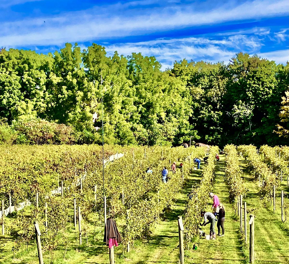 Vineyard Tours + Wine, 14 September | Event in Newfields | AllEvents