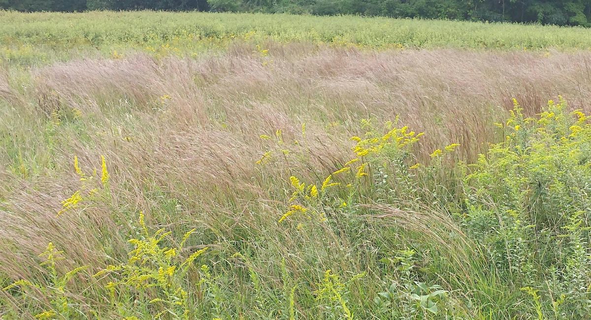 Create a Dry Northeastern Pocket Meadow, 29 June | Event in Cortlandt Manor | AllEvents