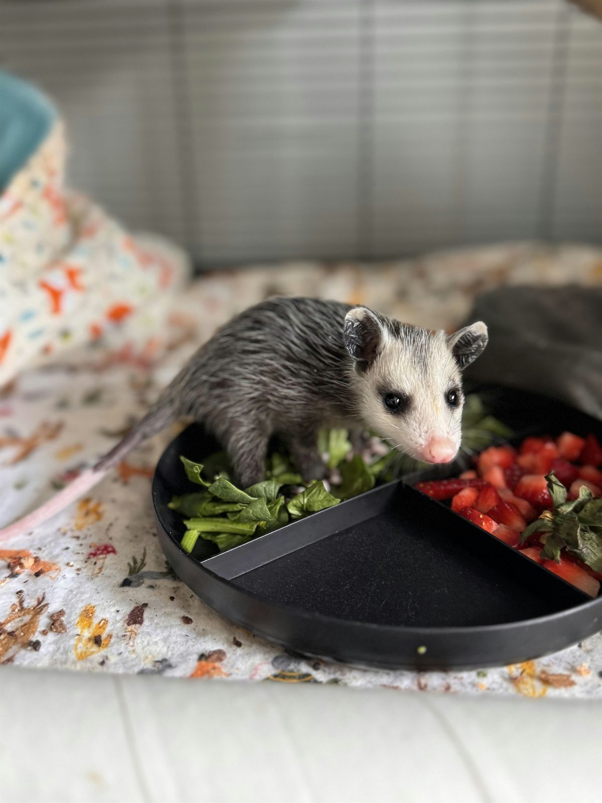 Renesting and Reuniting Baby Wildlife, 29 October | Event in Manassas | AllEvents