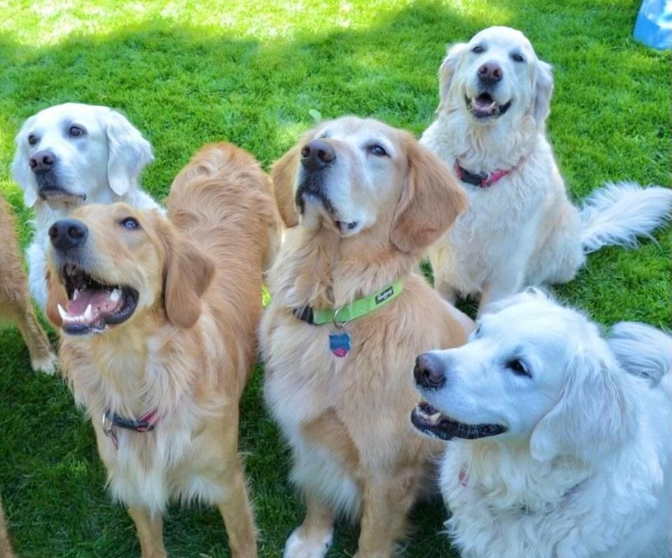 Colorado Golden Retriever Lovers Fundraising Team for Furry Scurry 2023, Washington Park, Denver, Colorado, May 6 2023 Colorado Golden Retriever Lovers Fundraising Team for Furry Scurry 2023, Washington Park, Denver, Colorado, May 6 2023
