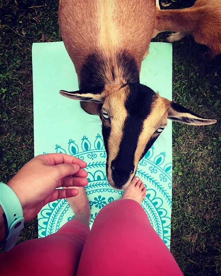 Baby Goat Yoga, 29 June | Event in Southwick | AllEvents