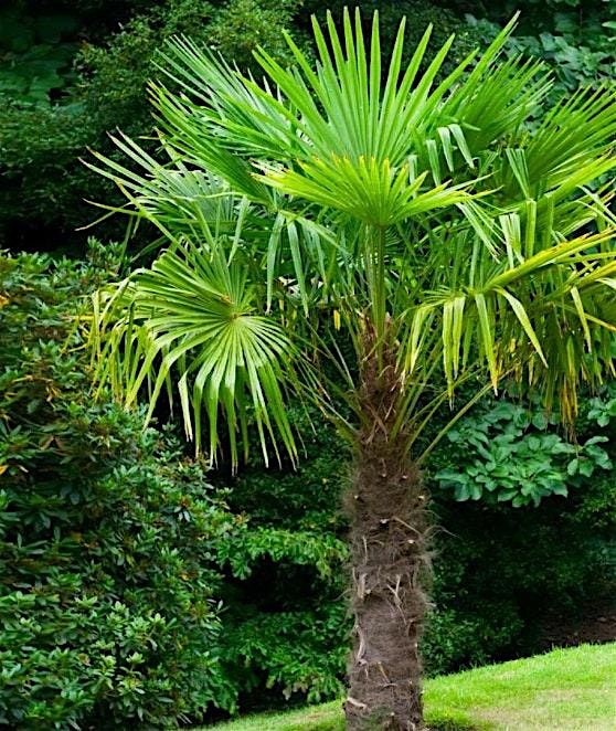 Palms in Central Florida, 8 September | Event in Lecanto | AllEvents