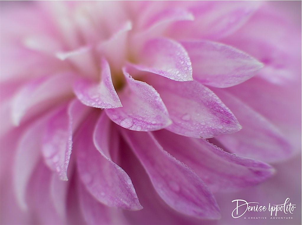 Photo Walk with World Renowned Photographer Denise Ippolito, 23 August | Event in Canby | AllEvents