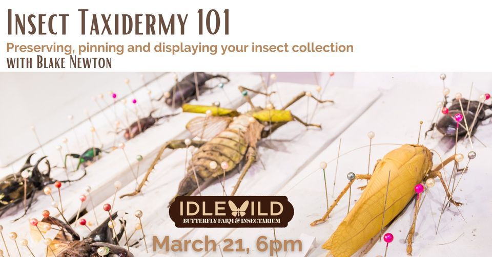 Insect Taxidermy 101: Preserving, pinning and displaying your insect ...