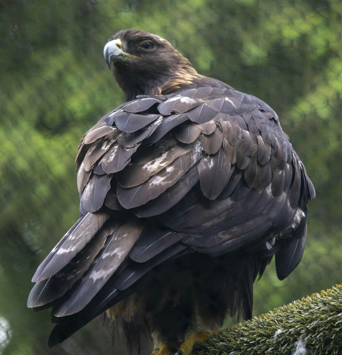 Summer Camp: Feathered Friends, 27 May | Event in Anchorage | AllEvents