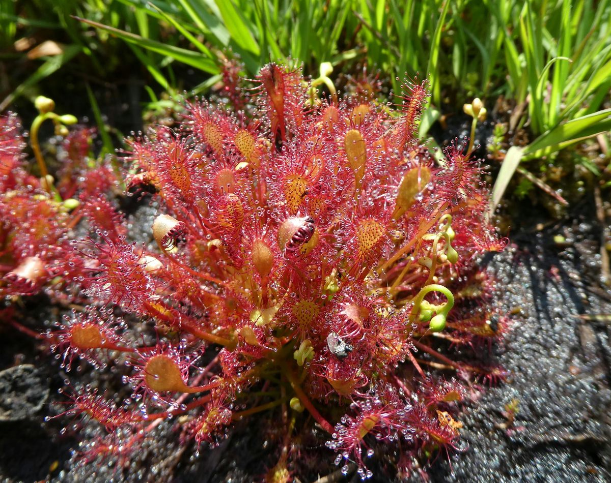 Local Volunteer Event:  The Sundews of Bursledon Common, 13 November | Event in Fareham | AllEvents