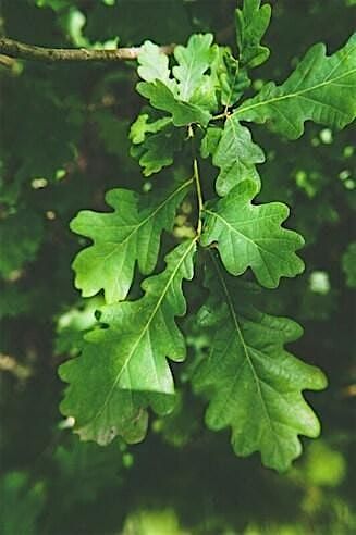 Identifying Trees of Maine: Leaf ID, 14 August | Event in Auburn | AllEvents