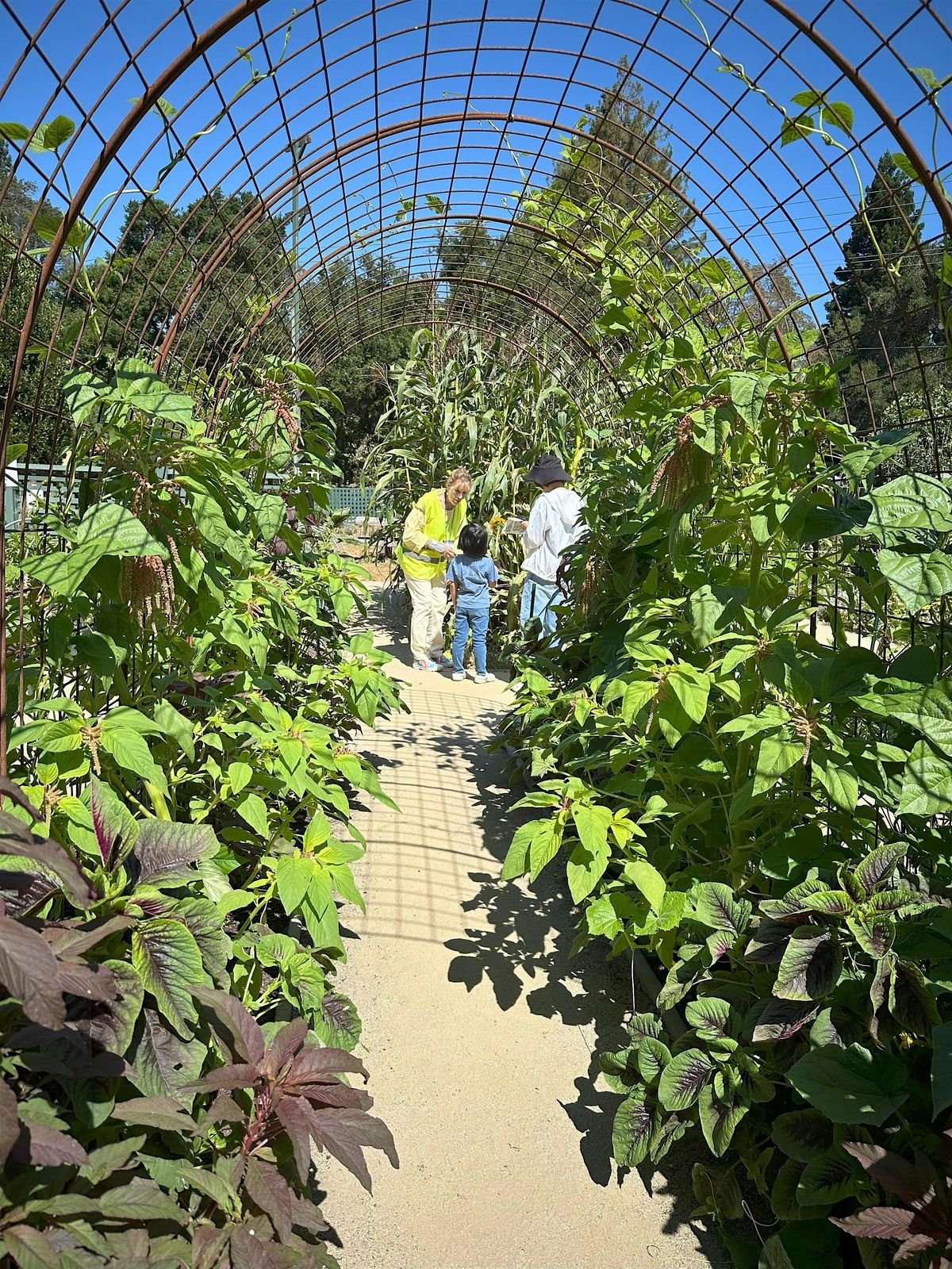 August Second Saturday: Harvest, 9 August | Event in Palo Alto | AllEvents