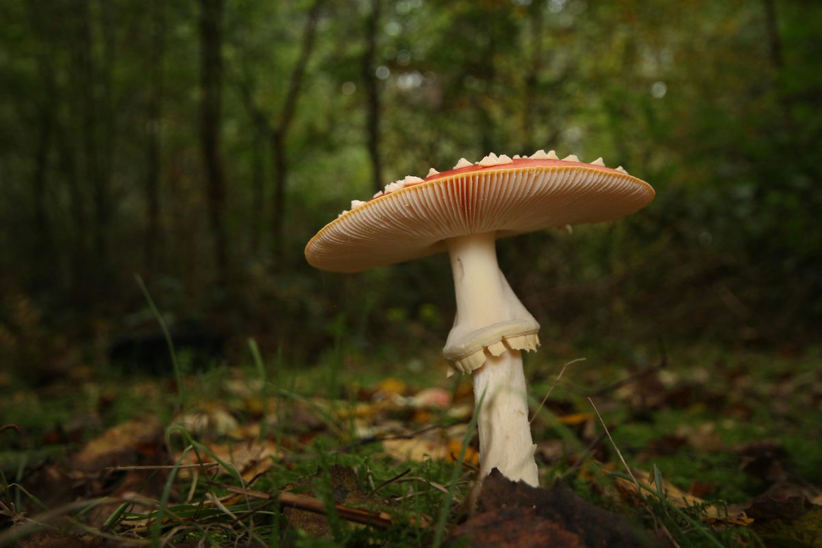 Guided fungi walk at Chatelherault, 19 October | Event in Ferniegair | AllEvents