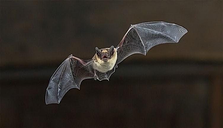 Twilight Bat Walk with Friends of  Whirlow Brook Park, S11 9QD, 5 September | Event in Sheffield | AllEvents