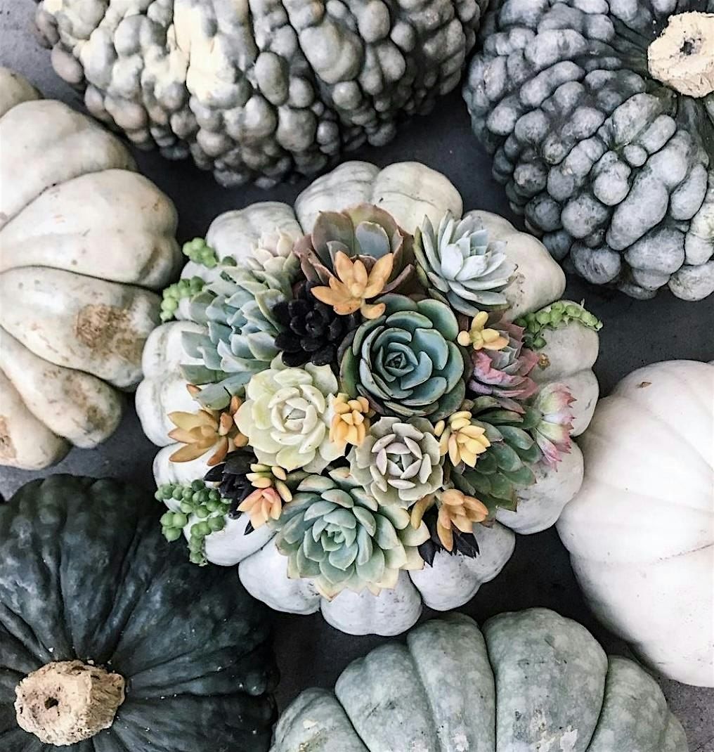 Punkulent Succulent Arrangement, 3 October | Event in Virginia Beach | AllEvents