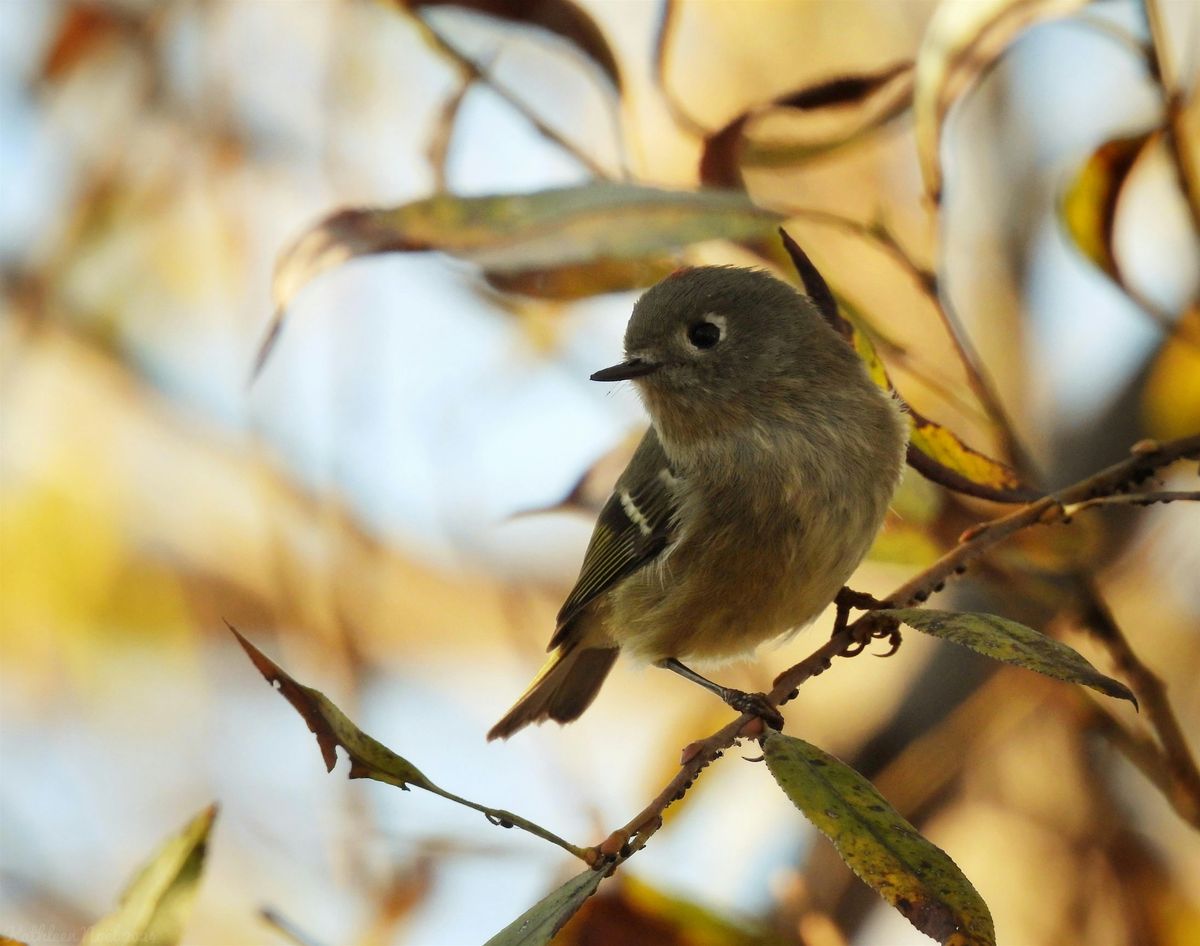 Celebration of World Migratory Bird Day, 11 October | Event in Markham | AllEvents